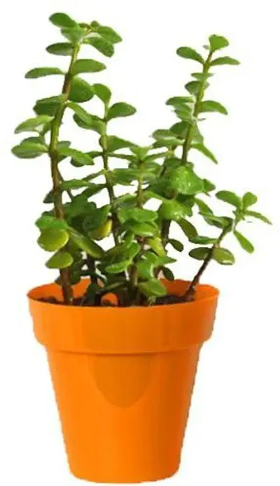 Best Selling Plant & Planters 