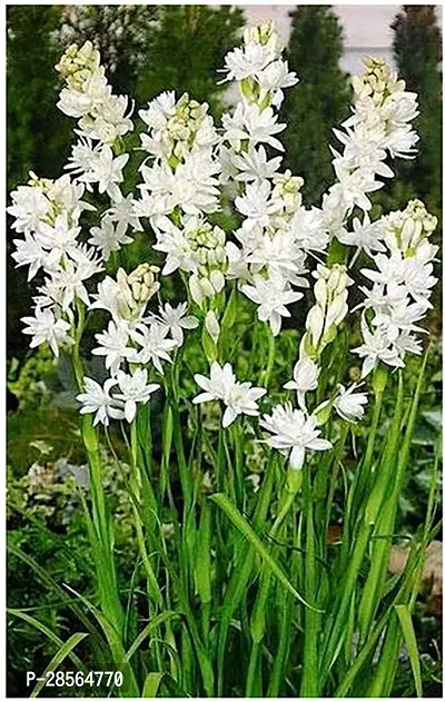 Platone Lily Plant Saraswati Gardens Live RajnigandhaPolianthes tuberosa Lovely Flower Plant 1 Healthy Live Plant With Plastic Bag-thumb0