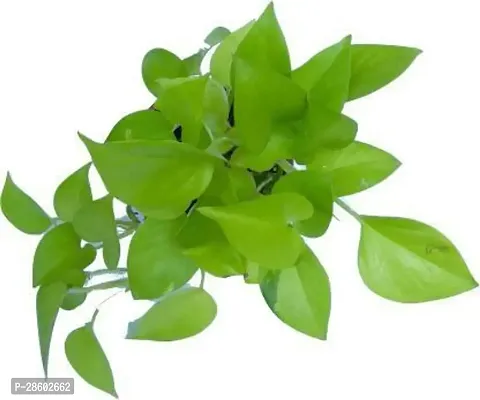 Platone Money Plant NBM