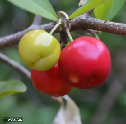 Platone Cherry Fruit Plant cherry fruit plant-11