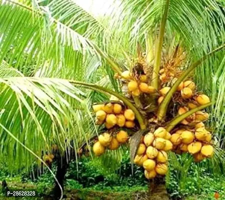 Platone Coconut Plant Live High Yield Coconut Palm Plant-thumb0