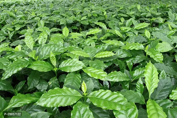 Platone Coffee Plant eco worlds Coffee Plant