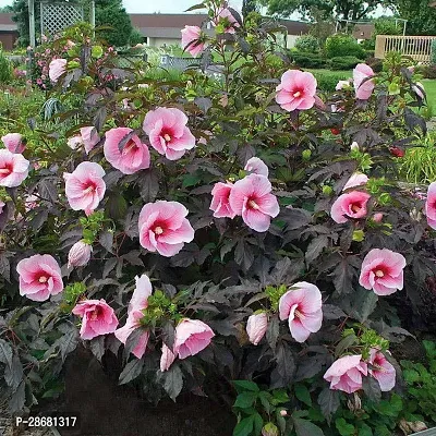 Platone Hibiscus Plant hibiscus flower live plant pink colour