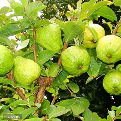 Platone Guava Plant Guava Plant-thumb3