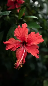 Platone Hibiscus Plant hibiscus plant 27-thumb1