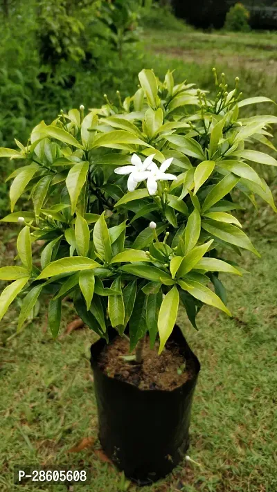 Platone Night Bloom Jasmine Plant Night bloom Jasmine ( Tagar plant)-thumb2