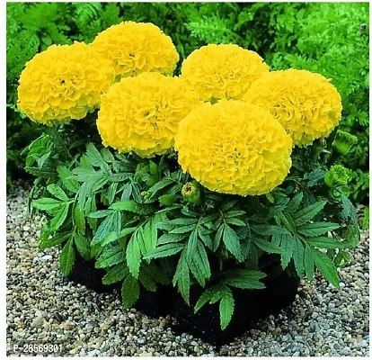 Platone Marigold Plant Marigold plant 18-thumb0