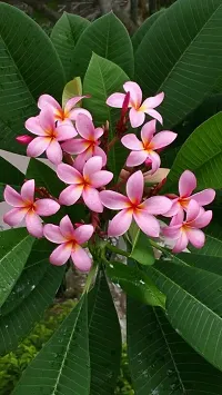 Platone Plumeria Plant Pulmeria flower plant 12-thumb2