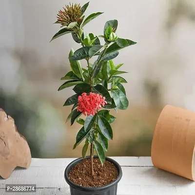 Platone Trothic IxoraChethi Plant Ixora Long, Singapuri Ixora (Red) - Plant-thumb0