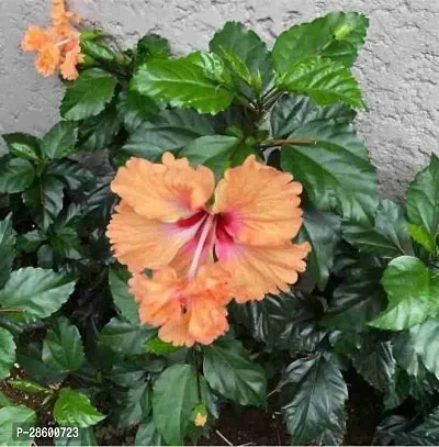 Platone Hibiscus Plant Live hybrid Hibiscus plantLP_Hibi_6