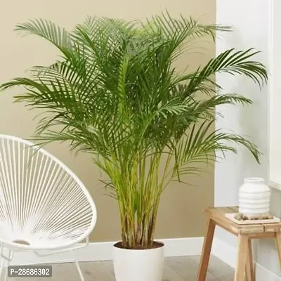 Platone Areca Plam Areca Plam0876