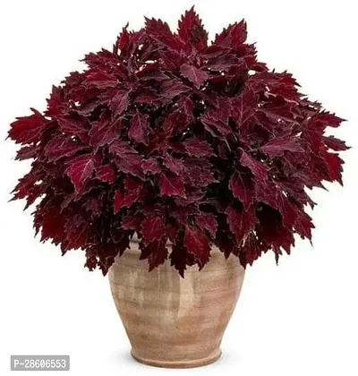 Platone Coleus Plant Coleus (Maroon) - Plant