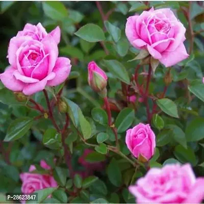 Platone Rose Plant Pink Rose Plant