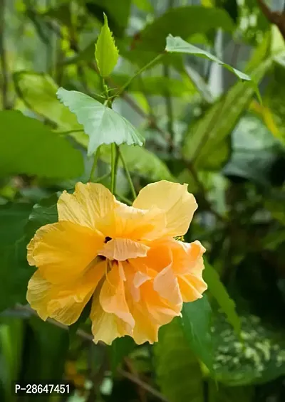 Platone Hibiscus Plant HIBISCUS_EV131