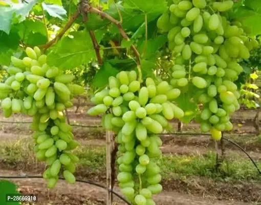 Platone Grapes Plant v411-thumb0