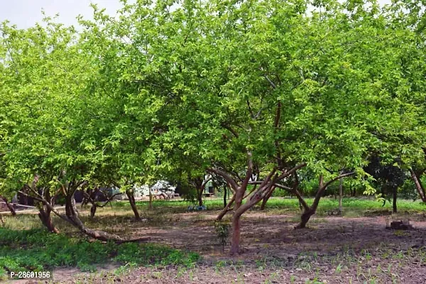 Platone Guava Plant Guava plant62-thumb0