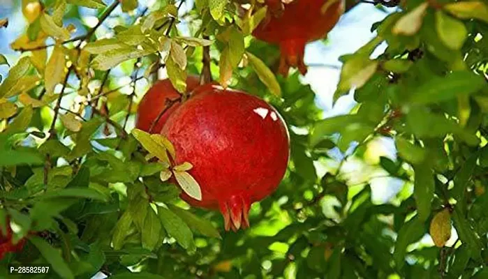 Platone Pomegranate Plant 235-thumb0