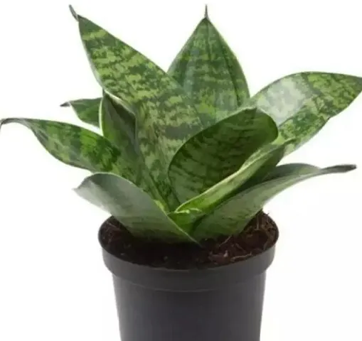 Hot Selling Plant & Planters 