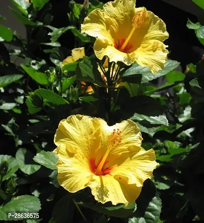 Platone Hibiscus Plant Hibiscus yellow -92