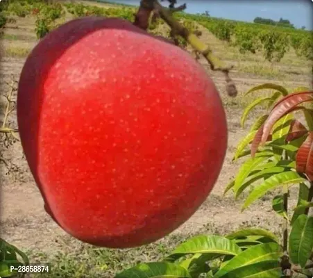 Platone Mango Plant Miyazaki- Worlds most expensive mangoThe egg of Sun-thumb0