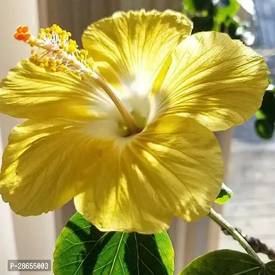 Platone Hibiscus Plant Hibiscus Yellow Live Flower Plant CF33003911-thumb0