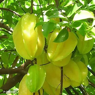 Platone Star Fruit Carambola Grafted Plant Thailand Star Fruit Plant