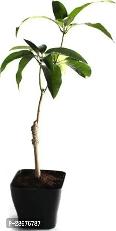 Platone Mango Plant All Time Mango (Hybrid) Plant-thumb0