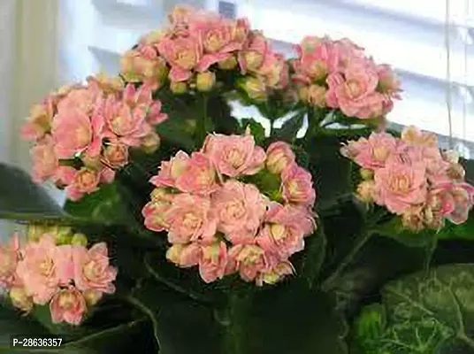 Platone Kalanchoe Plant KALNCHOE PLANT JJKK-thumb0