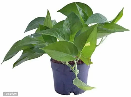 Platone Money Plant money plant 308-thumb0