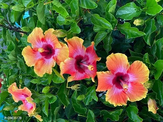 Platone Hibiscus Plant Hibiscus YellowRed CF30041