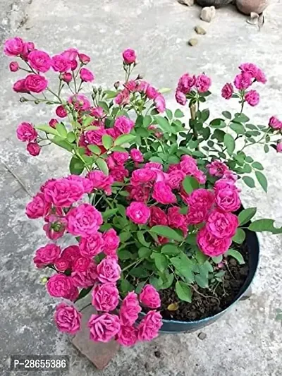 Platone Rose Plant golap plant-thumb0