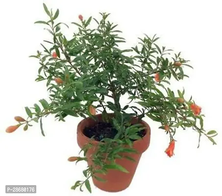 Platone Pomegranate Plant Pomegranate fruit Plant