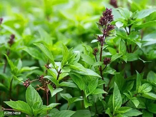 Platone Tulsi Plant Tulshi21