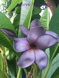 Platone Plumeria Plant pulmeria flower09-thumb2