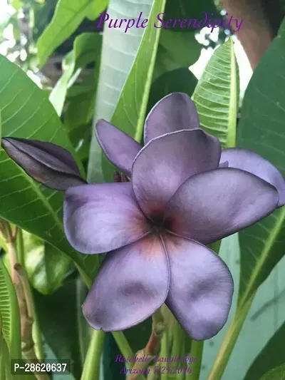 Platone Plumeria Plant pulmeria flower09-thumb3