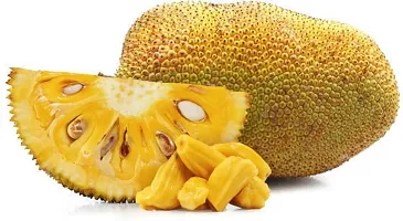 Platone Jackfruit Plant jackfruit plant az0.3.0-thumb1