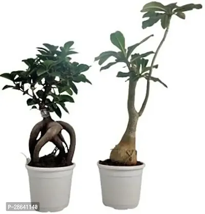 Platone Ficus Bonsai Plant CFGV8-thumb0