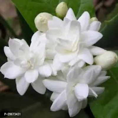 Platone Jasmine Plant Fragrant Healthy Live Plant Arabian Jasmine Mogra, Jasminum Sambac, Aromatic Plant-thumb2