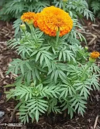 Platone Marigold Plant calendula plant 111