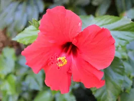 Platone Hibiscus Plant red hibiscus23-thumb1