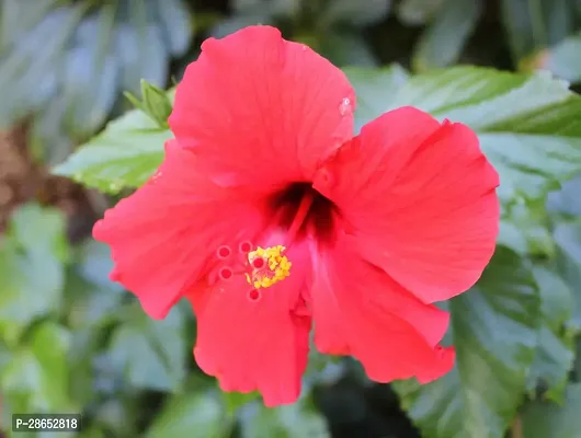 Platone Hibiscus Plant red hibiscus23-thumb2