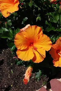 Platone Hibiscus Plant ht yellow hibiscus plant 8-thumb1