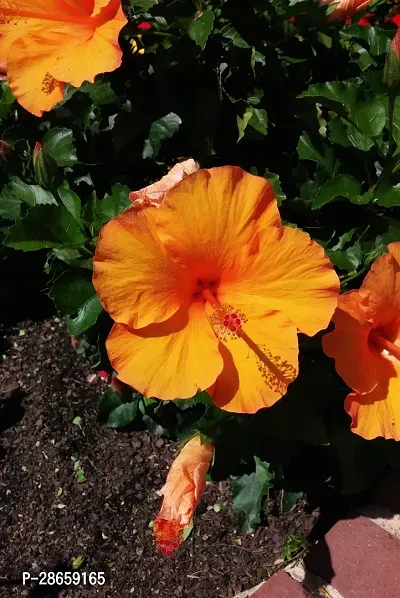 Platone Hibiscus Plant ht yellow hibiscus plant 8-thumb2