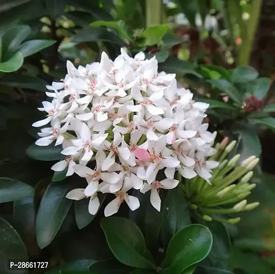 Platone Trothic IxoraChethi Plant White Ixora-thumb2