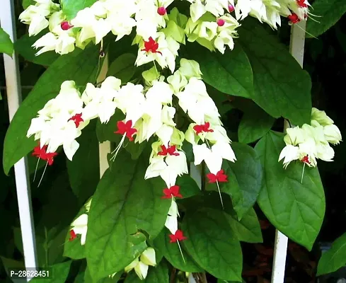 Platone Cleromandrus Plant Asian Bleeding Heart live plant