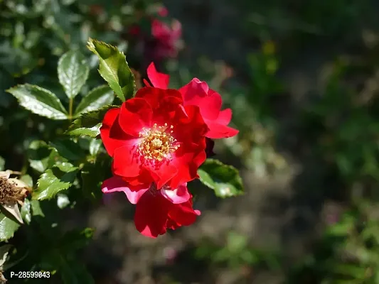 Platone Rose Plant red rose50-thumb0