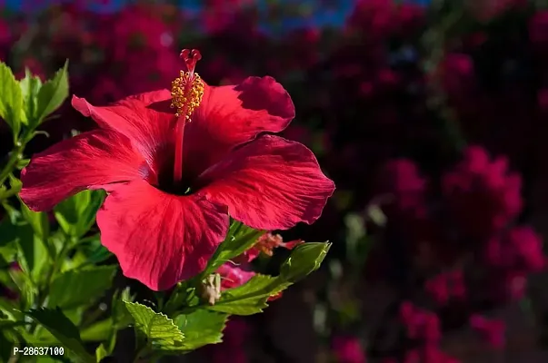 Platone Hibiscus Plant hibiscus plant 27-thumb3