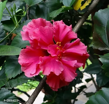 Platone Hibiscus Plant HIBISCUS 10