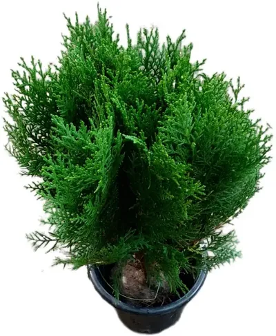 Best Selling Plant & Planters 