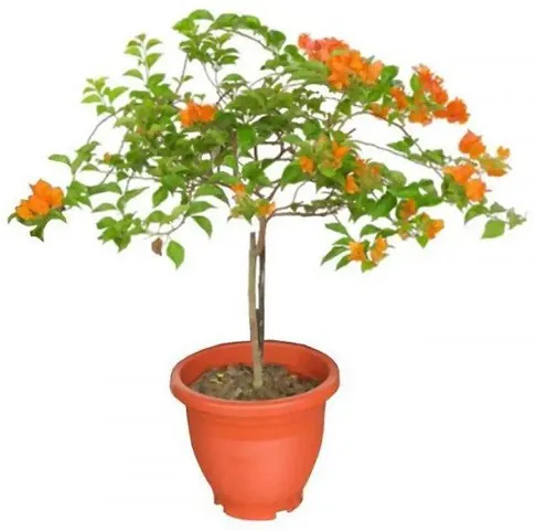 Best Selling Plant & Planters 